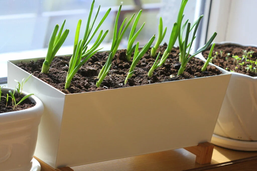 Garlic greens growing indoors in bright window light.