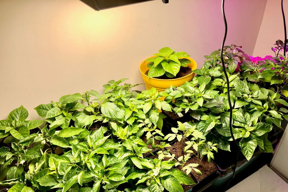 Full-spectrum LED grow light used to grow chilli peppers indoors in winter