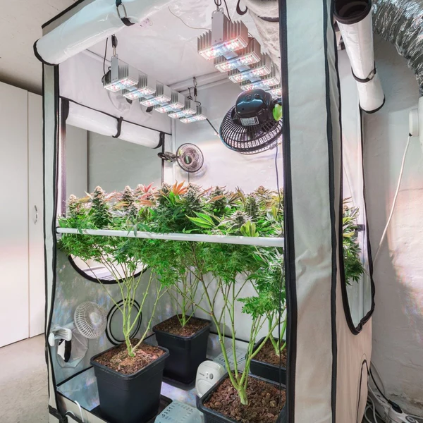 Grow tent ventilation with inline duct fan for indoor plants.