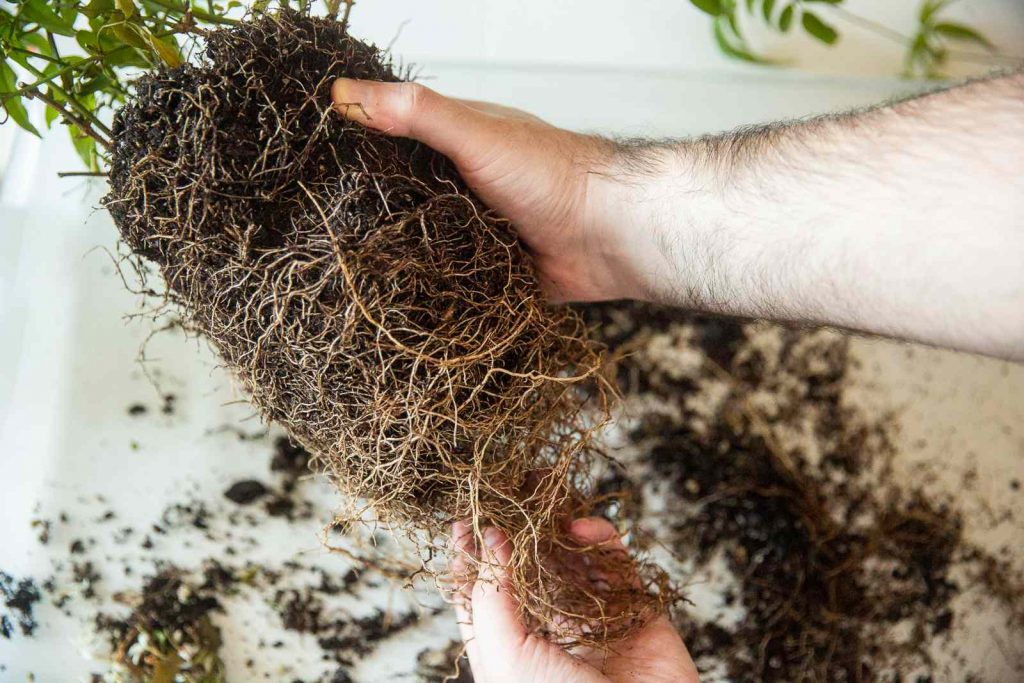 Teasing circling roots during repotting to prevent root-bound plants indoors