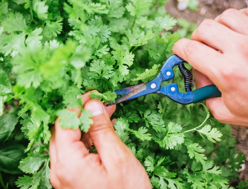 Harvesting cilantro indoors by cutting outer stems to keep it growing.