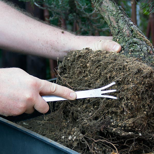 Teasing bonsai roots before pruning and repotting