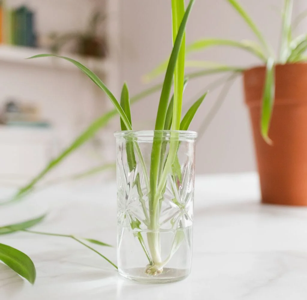 Houseplant cutting in water with the node submerged and leaves above the water.