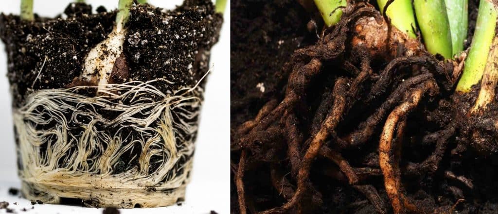 Root rot in houseplants shown by brown mushy roots compared with healthy white roots