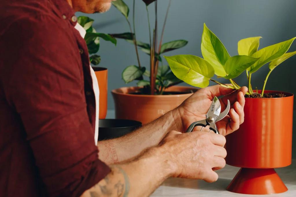 How to prune indoor plants by cutting just above a node