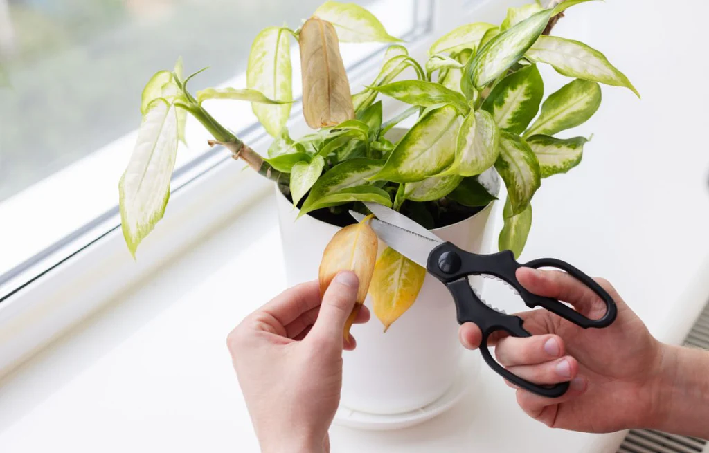 Isolating a houseplant during fungal treatment to stop spread