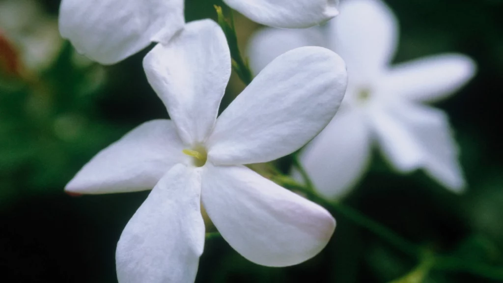 Jasmine growing indoors on a hoop trellis near a bright window.