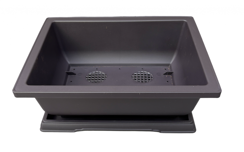 Bonsai in a deeper training pot used for root development.