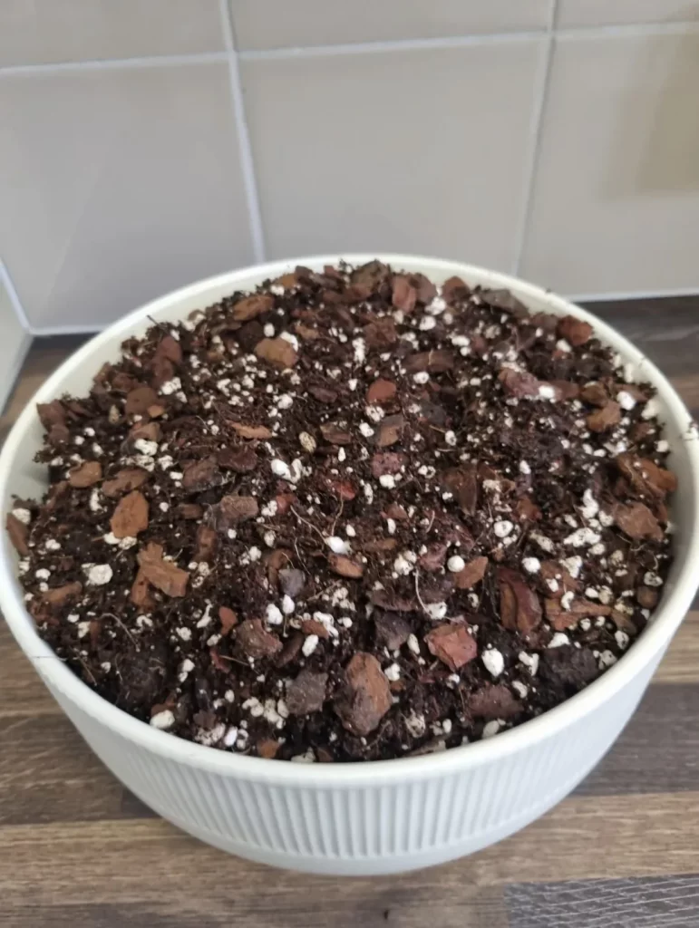 Free-draining potting mix in a large pot for growing passion fruit indoors.