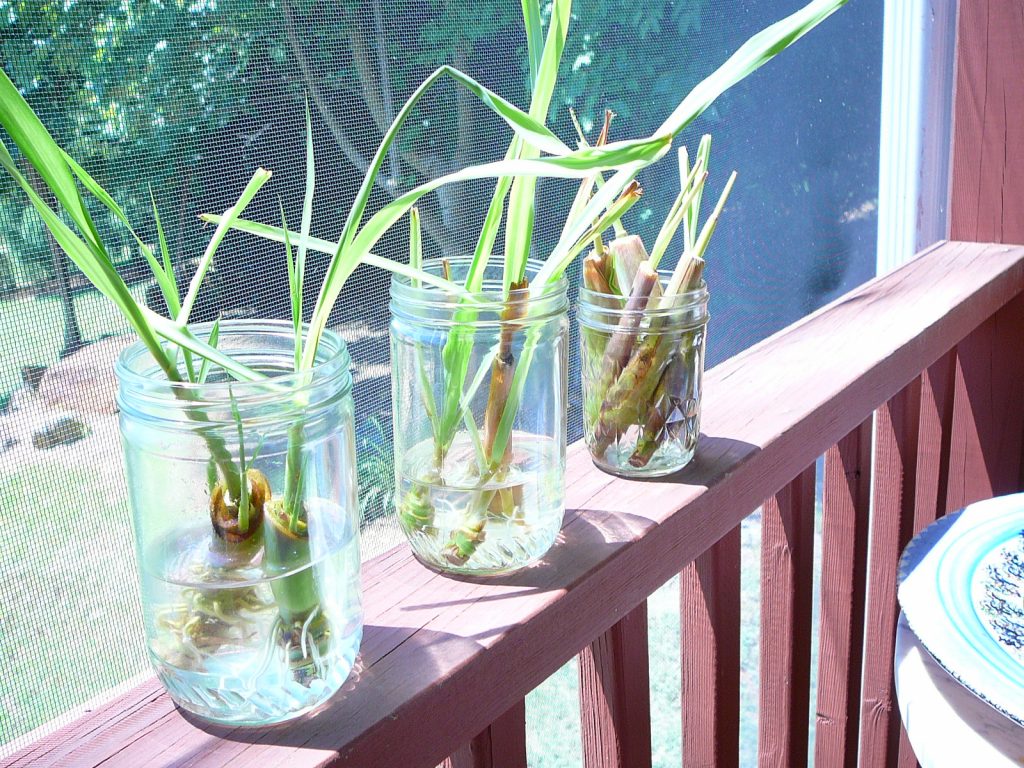 Rooting lemongrass stalks in water on a bright indoor windowsill.