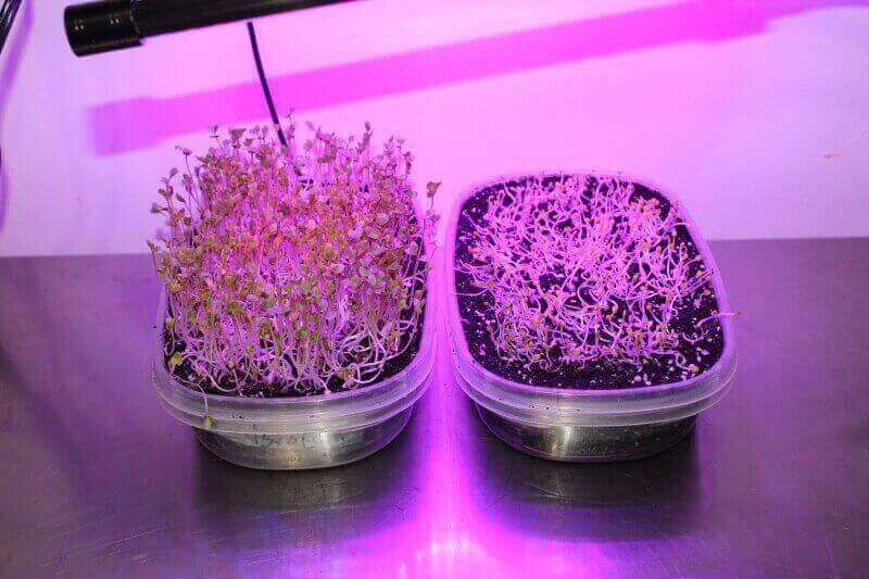 Smart garden automation for microgreens using a timed grow light indoors.