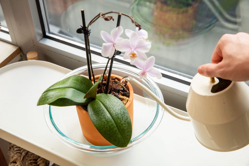 Best fertiliser for orchids indoors shown beside a potted orchid on a windowsill.