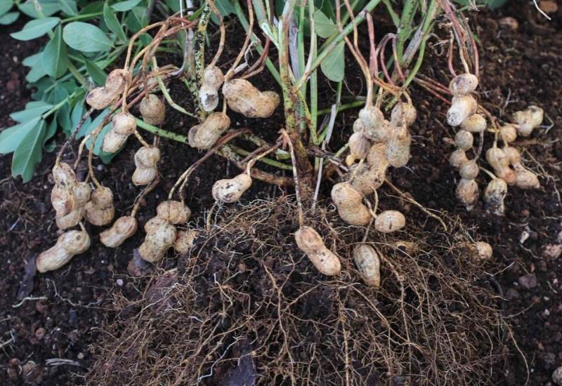 Diagram showing how to grow peanuts indoors with pods forming under the soil
