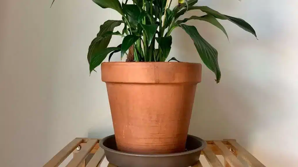 Cachepot trapping water under a nursery pot causing root rot in houseplants