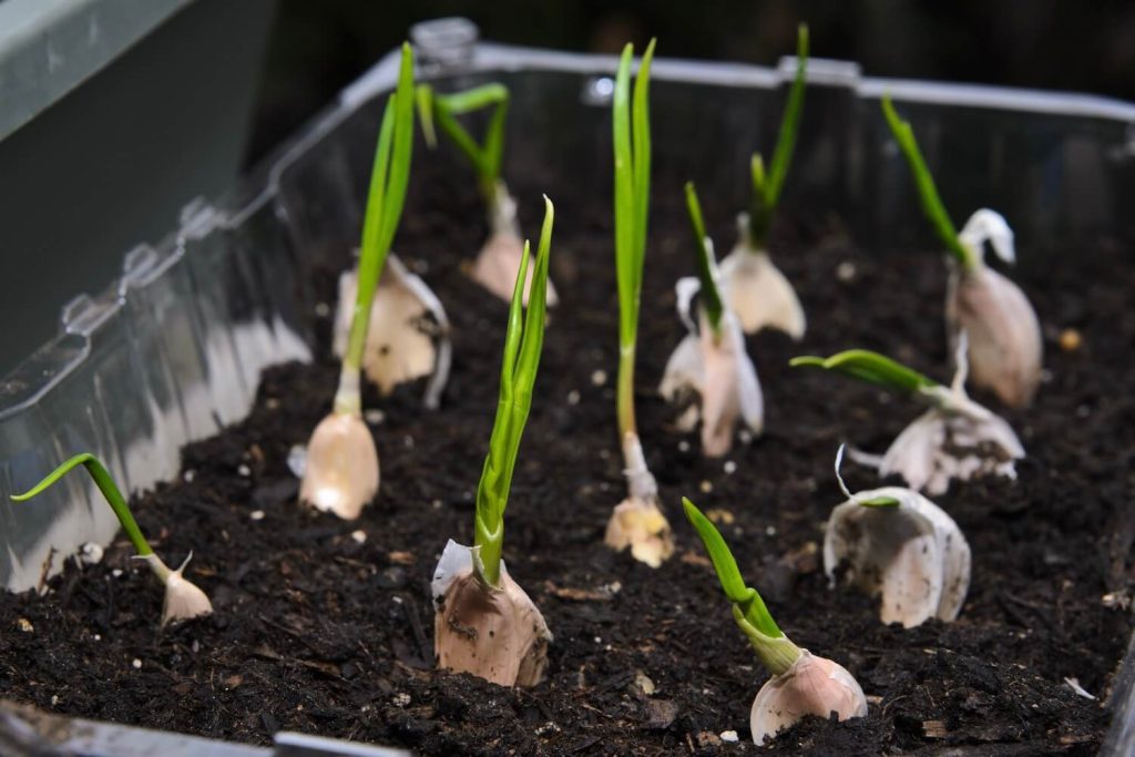 Planting garlic cloves indoors in a pot with drainage holes.