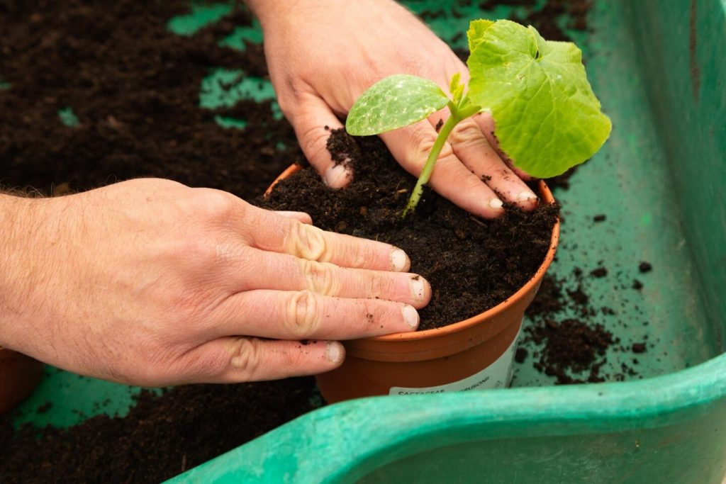 Oversized pot holds too much wet compost, a reason indoor plant soil smells bad