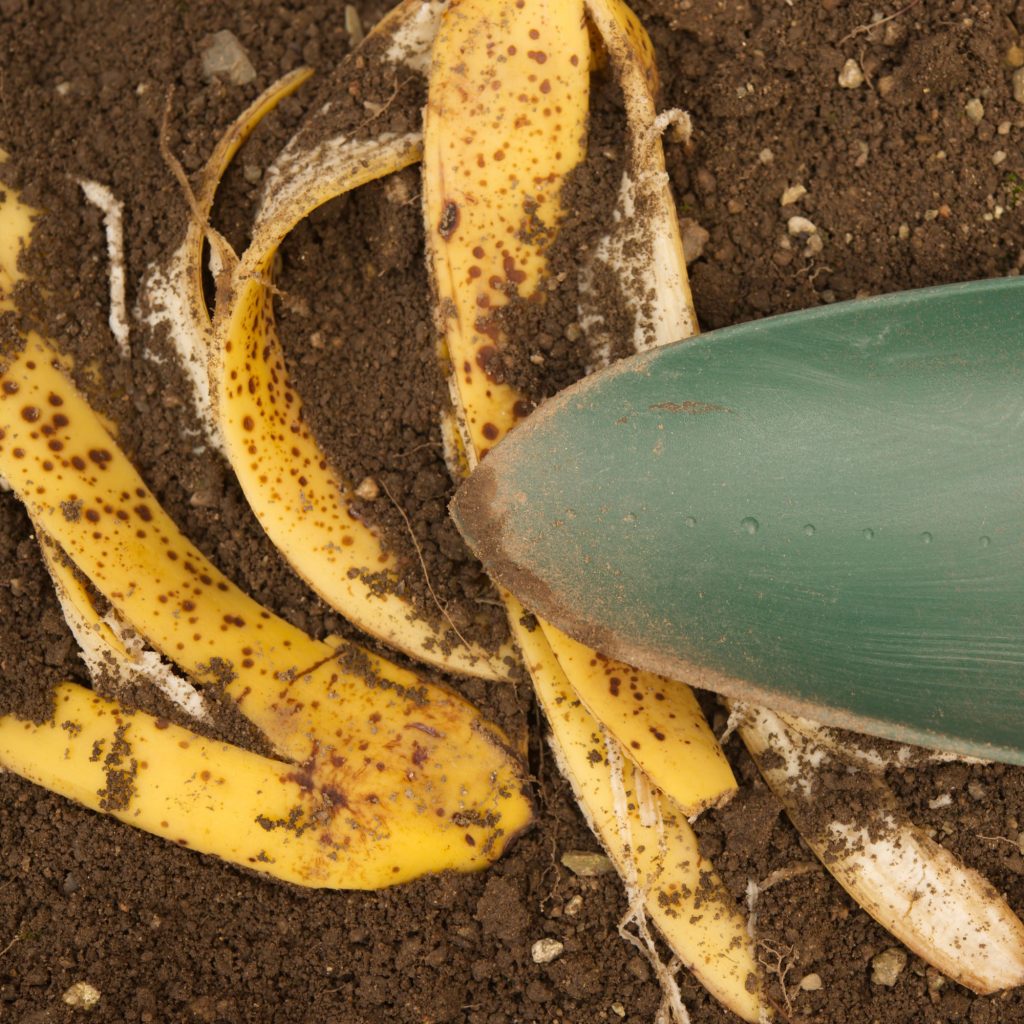 Banana peel fertiliser for indoor plants causing mould on potting soil