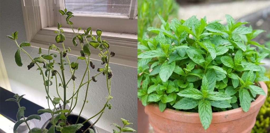 Leggy mint plant compared with bushy mint after pruning indoors.