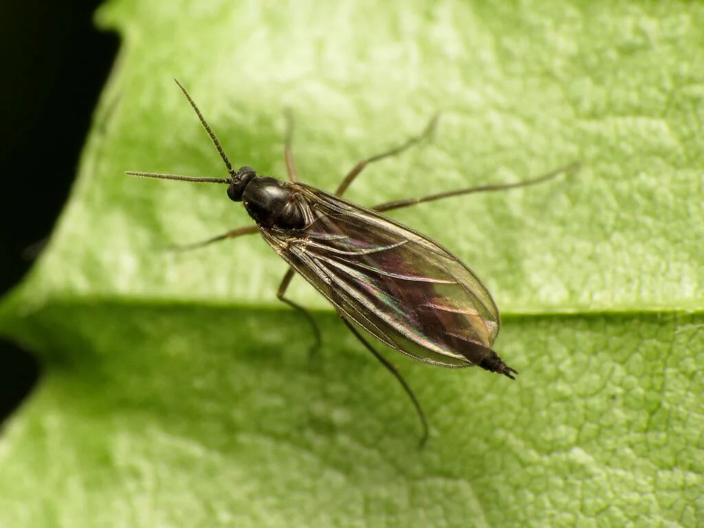 Small flies hovering near potting soil — common sign of fungus gnats in houseplants