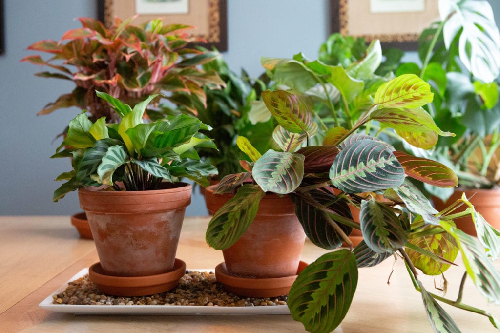 Grouping humidity-loving houseplants together on a large humidity tray