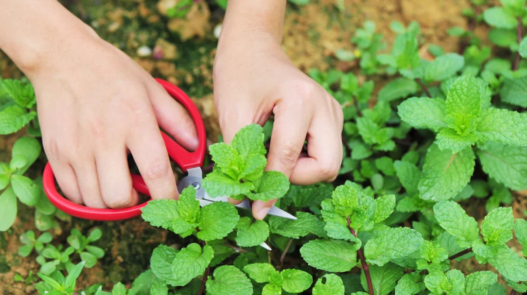 Small herb snips cutting mint just above a leaf node.