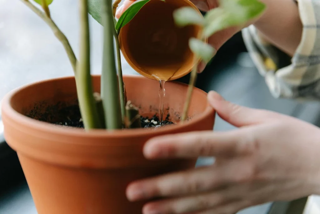 Standing water in a cachepot can cause indoor plant soil to smell bad