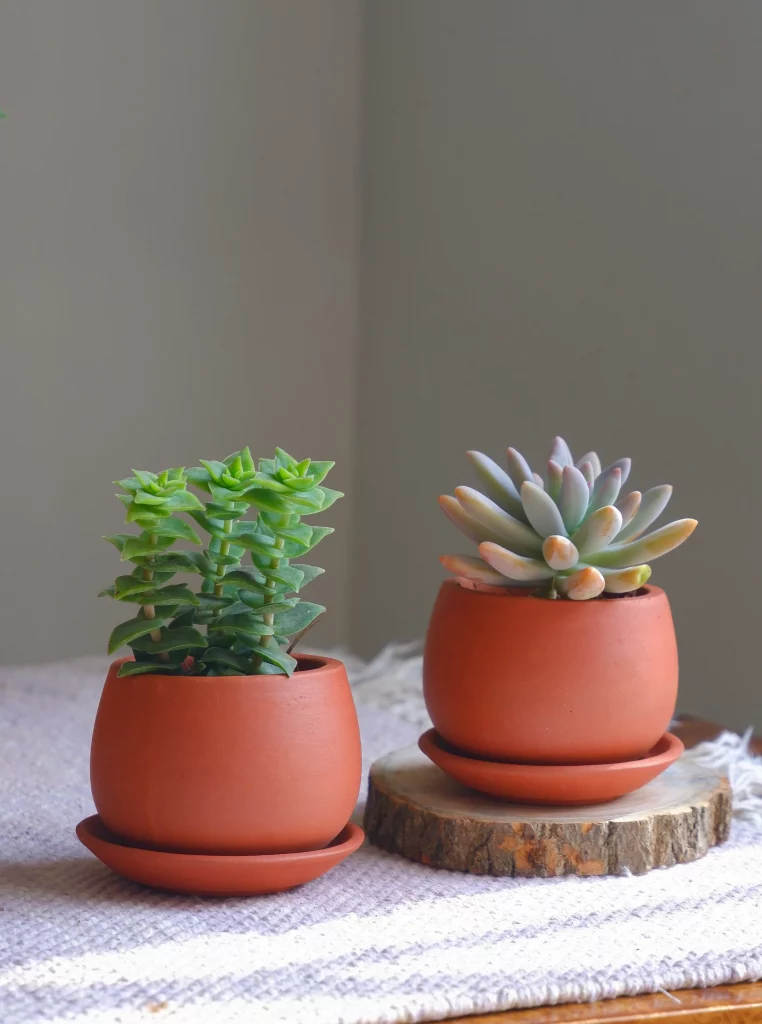 Indoor succulent in a terracotta pot with drainage holes to prevent soggy soil