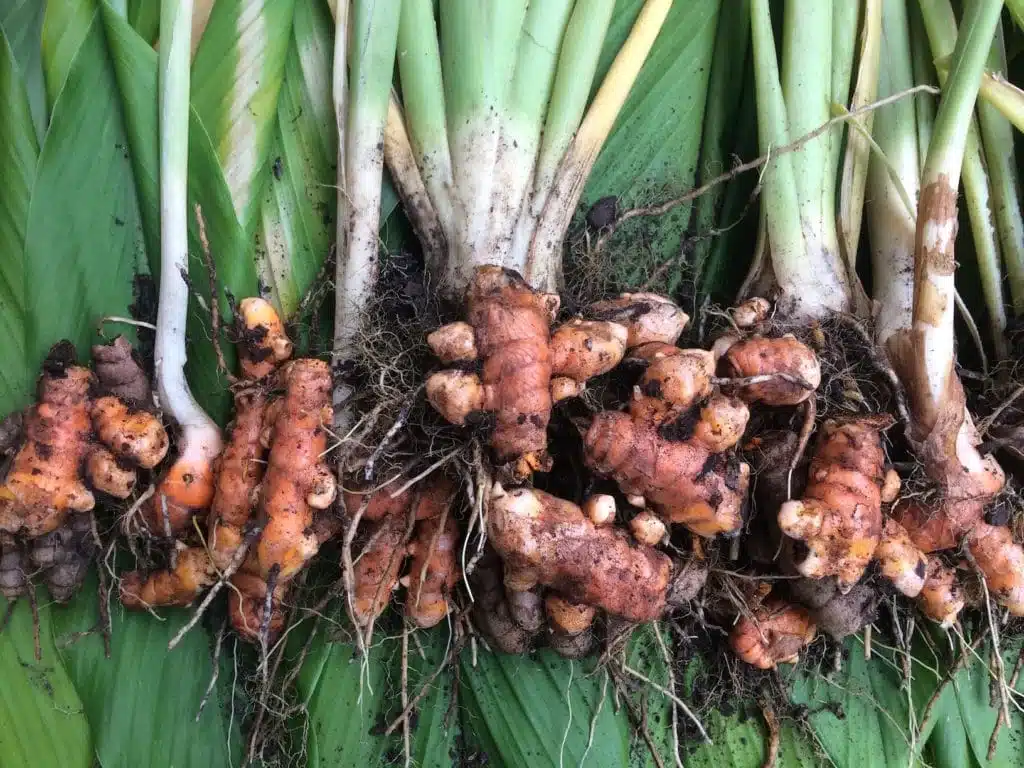 Turmeric rhizomes ready to grow turmeric indoors in a pot.