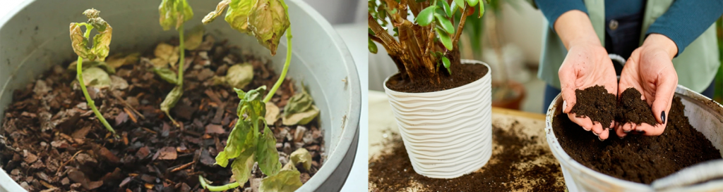 Reuse potting soil safely by removing old roots and debris before refreshing