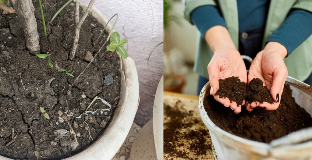 Dry vs soggy compost comparison to diagnose a dying houseplant