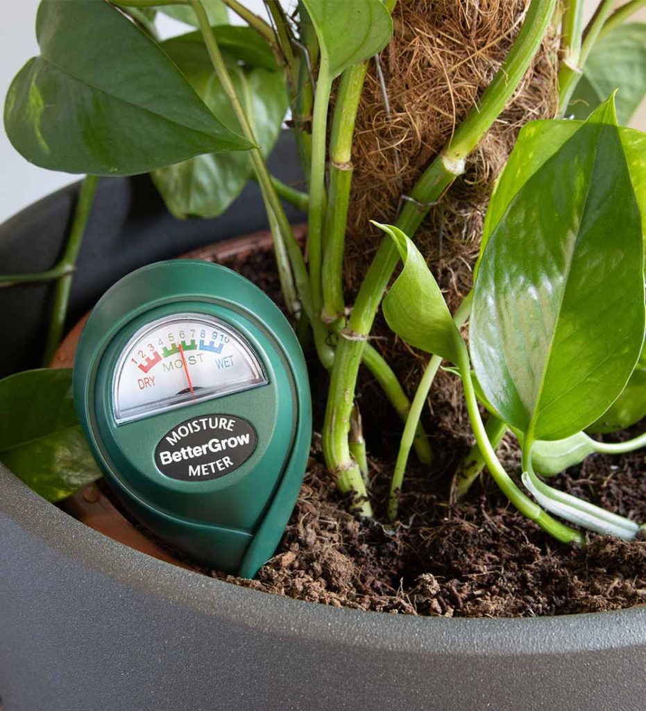 Soil moisture meter being used in an indoor plant pot to check compost moisture