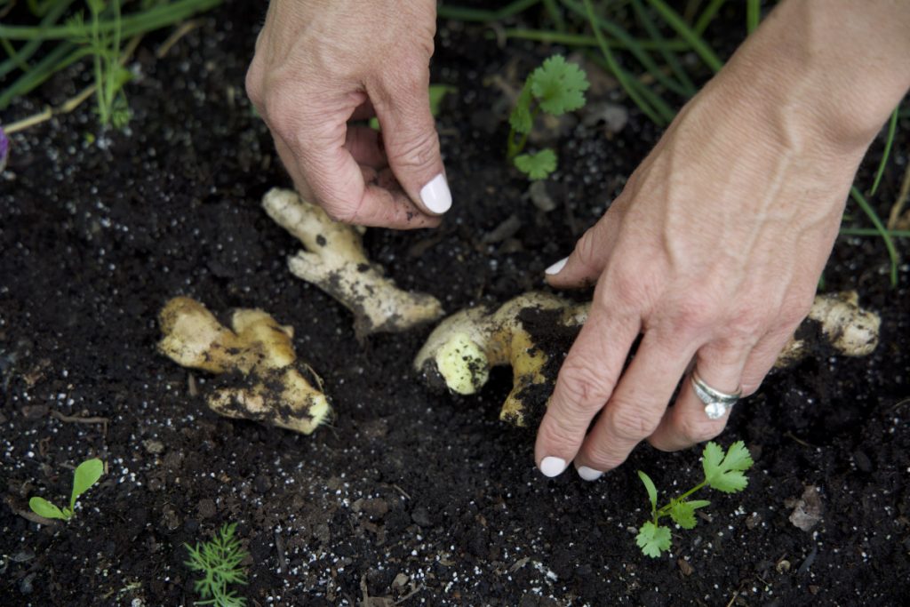 Wide pot with free-draining compost mix to grow indoor ginger without waterlogging