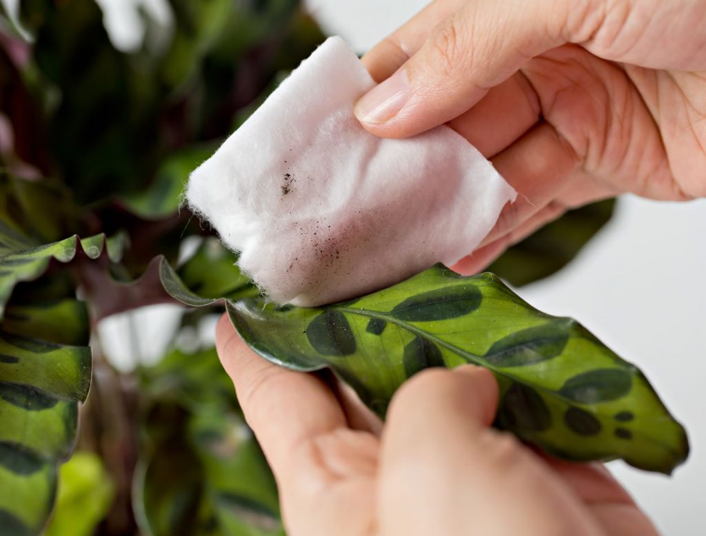 Wiping the underside of houseplant leaves to remove spider mites