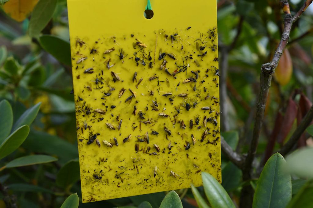 Fungus gnats in houseplants caught on a yellow sticky trap near the soil