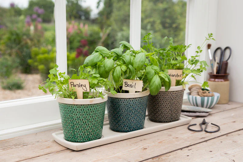 Indoor edible plants on a sunny windowsill including herbs and greens.