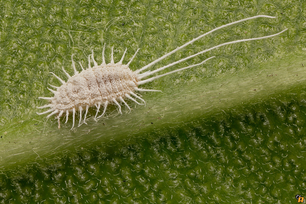 Mealybugs on indoor plants showing white cottony clusters in a leaf joint