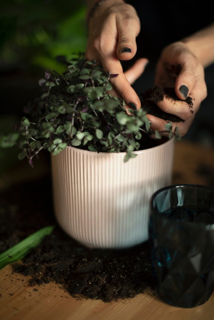 Revive a dying houseplant by checking soil moisture before watering