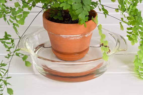 Cachepot trapping water can cause soggy compost and indoor plant root problems.