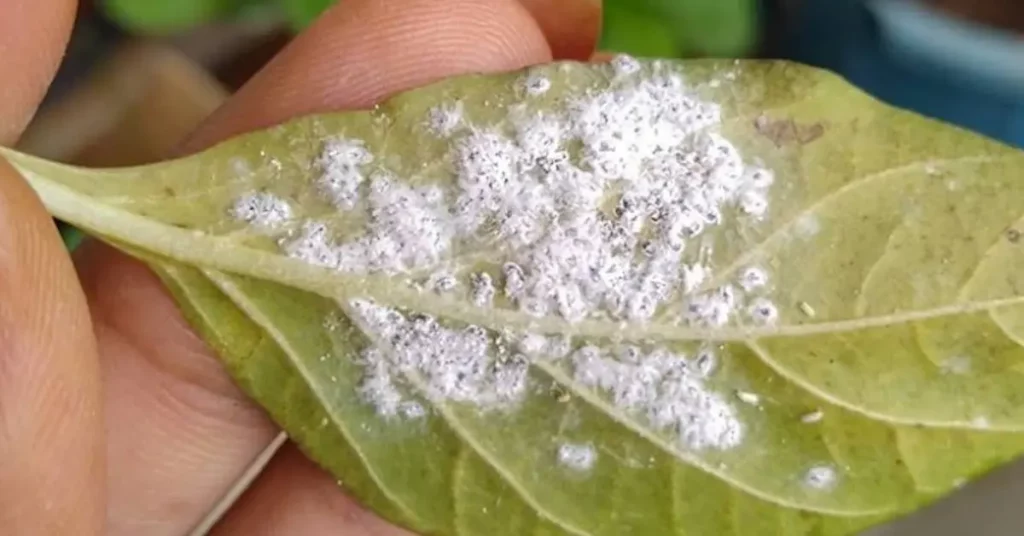 mealybugs on indoor plants in a leaf joint