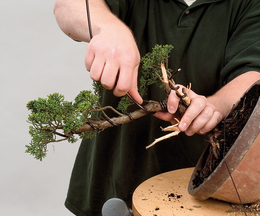 Bonsai branch shaped using aluminium training wire indoors