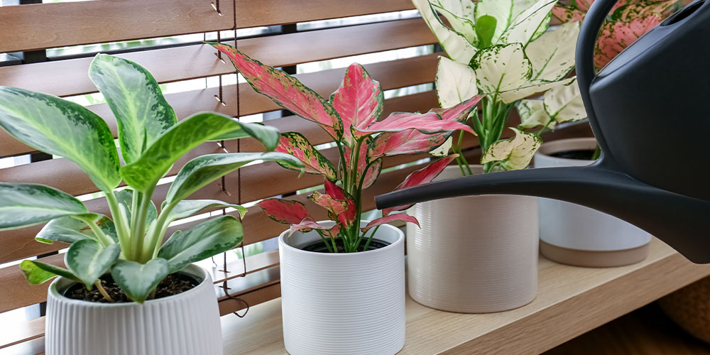Chinese evergreen care indoors with aglaonema in bright indirect light near a window.