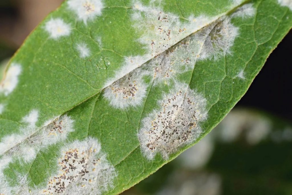 Powdery mildew on indoor plants showing white dusty patches on a leaf