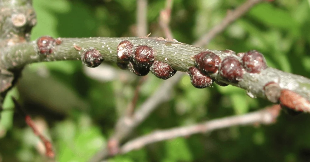 Scale on indoor plants showing brown bumps along a houseplant stem