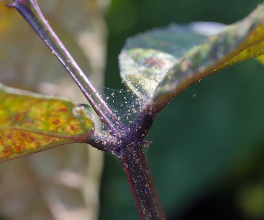 Spider mites on indoor plants causing stippling and fine webbing on a leaf