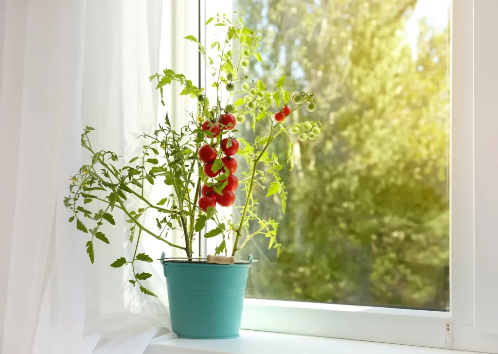 Grow indoor tomatoes in a compact pot with a small trellis near bright light.