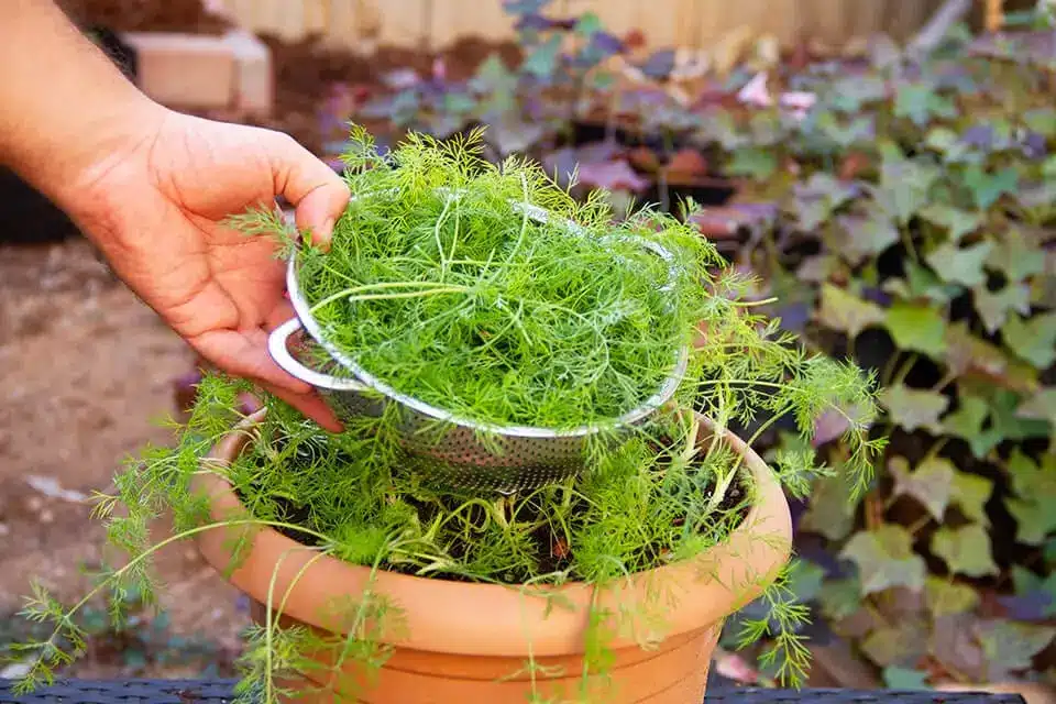 Grow dill indoors in a deep pot on a bright windowsill
