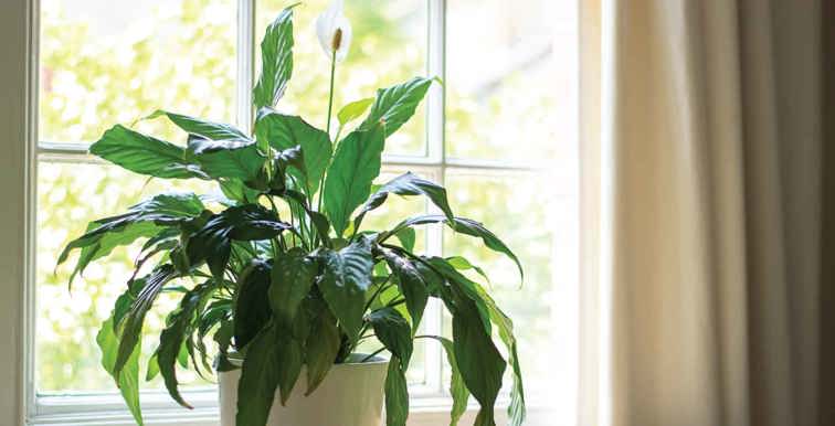 New leaf growth shows the best time to fertilise indoor plants
