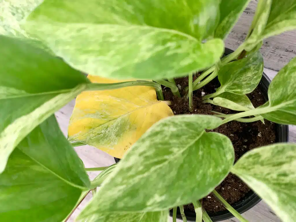 Yellow leaves as one of the common indoor plant problems in houseplants.