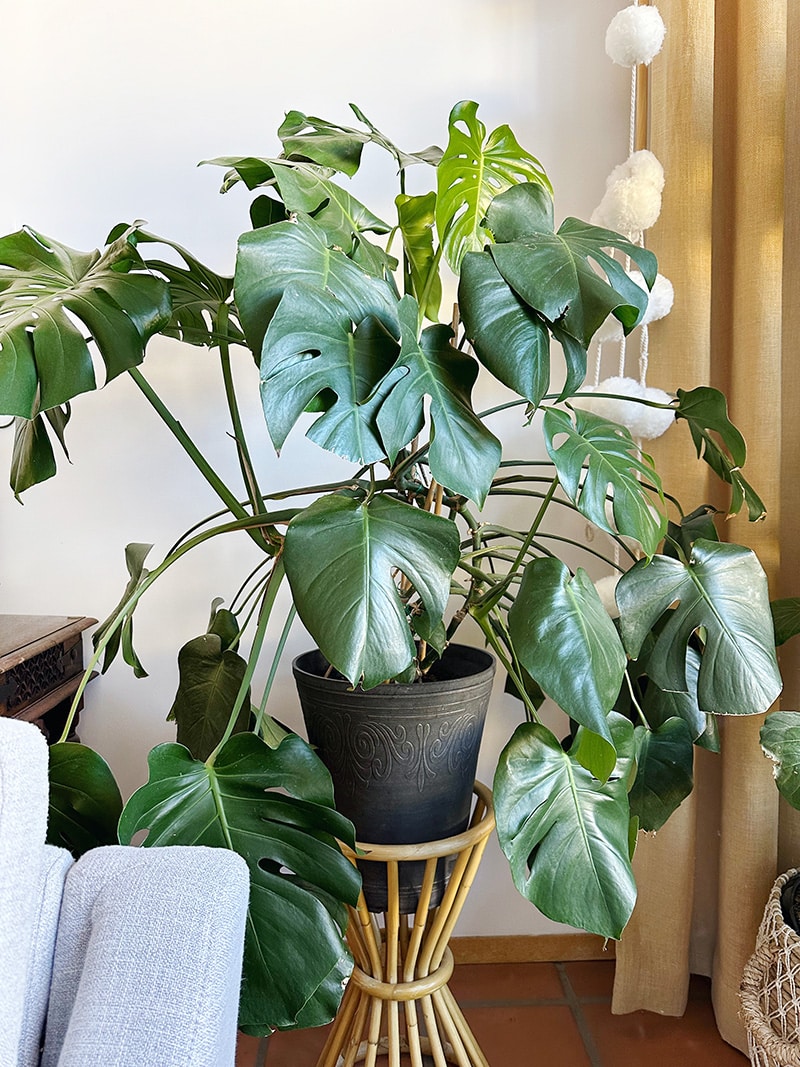 Trapped water in a cachepot can cause root issues in monstera deliciosa indoors