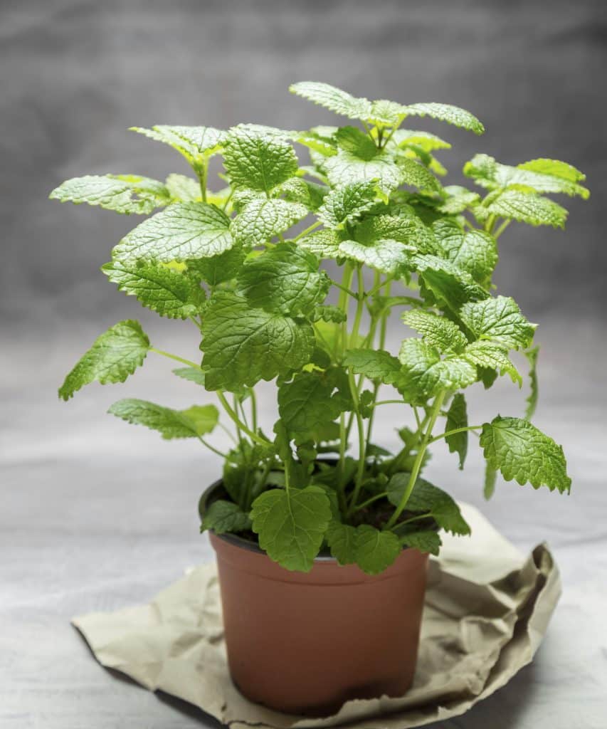 Grow lemon balm indoors on a bright windowsill for bushier growth